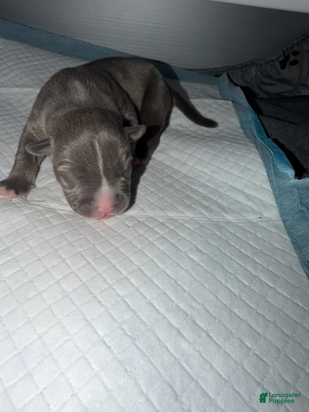 American Bully dogs for sale: Lady - Ad 2