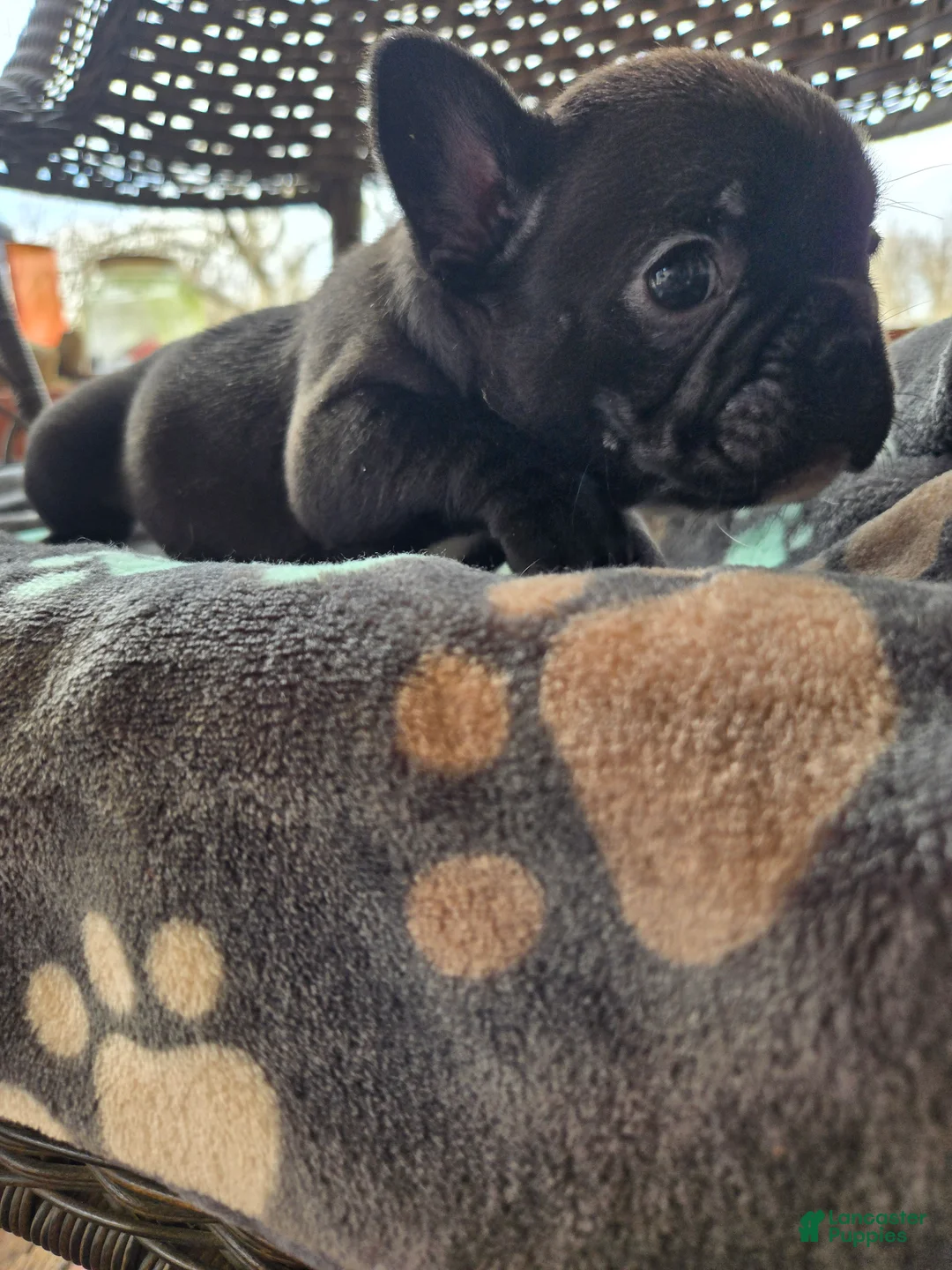 French Bulldog dogs for sale: French Bulldog Puppy chase  - Ad 2