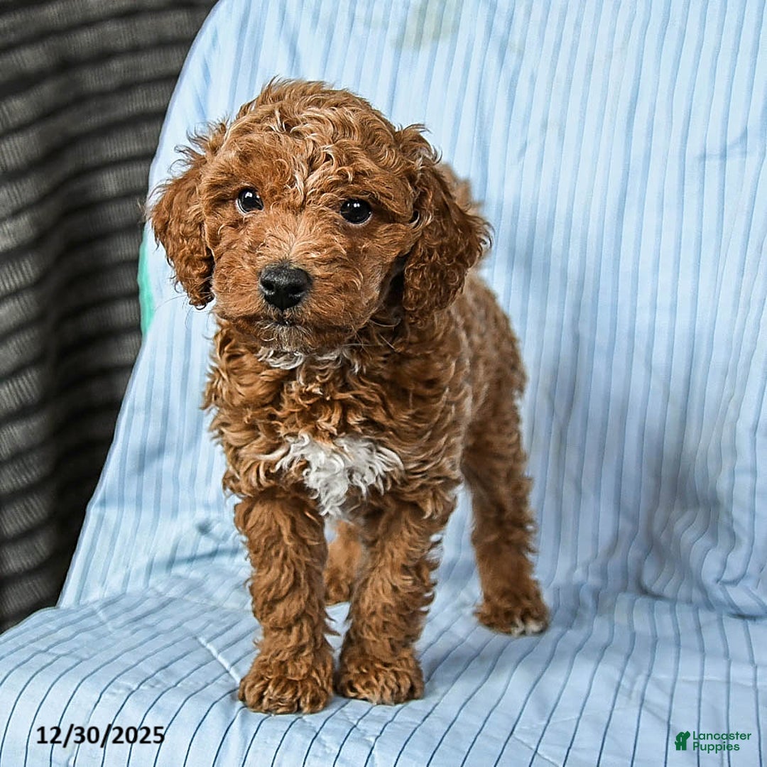 Toy Poodle dogs for sale: Teddy - Ad 3