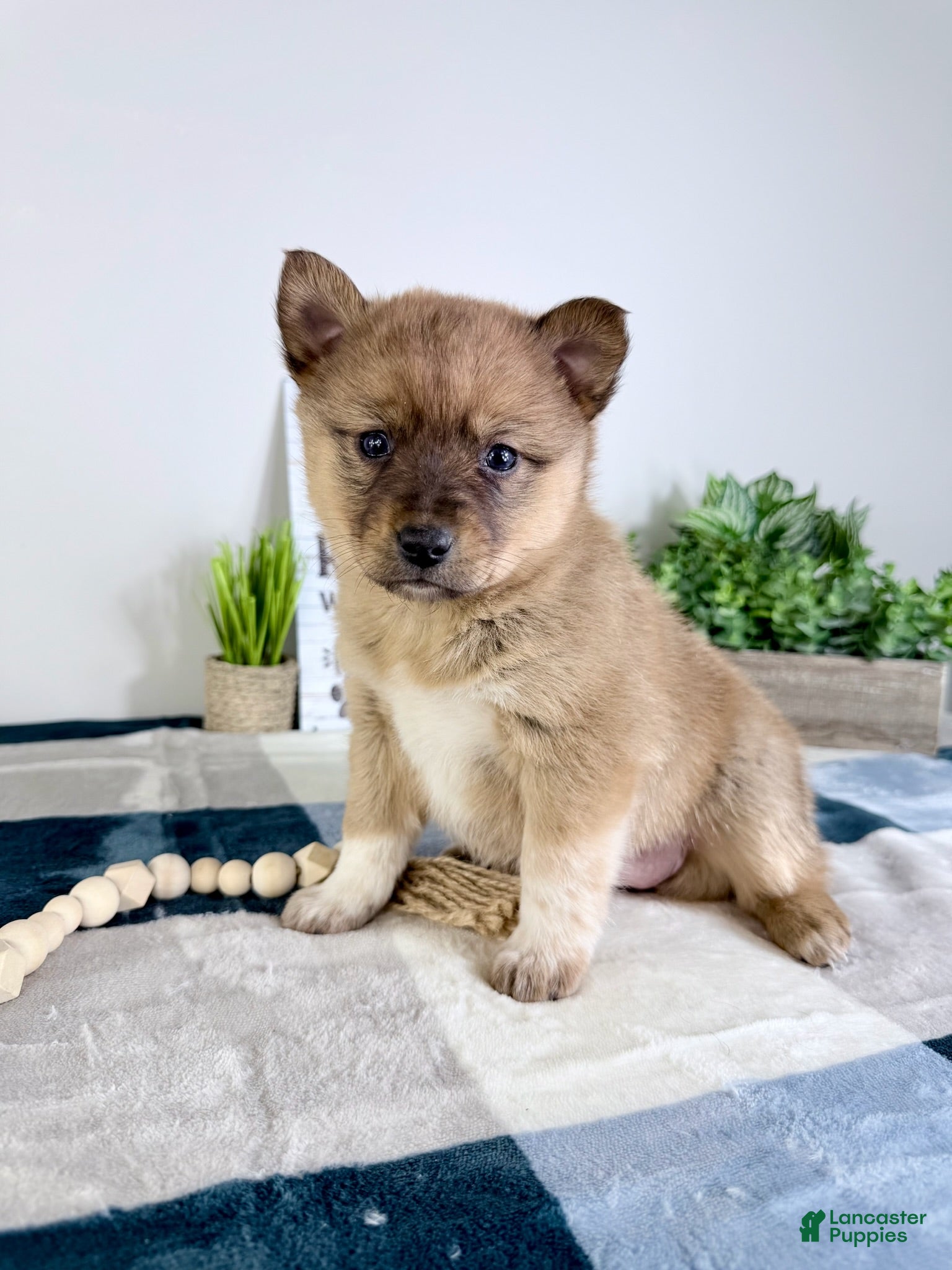 Mixed Breed dogs Pearl  - Ad 41