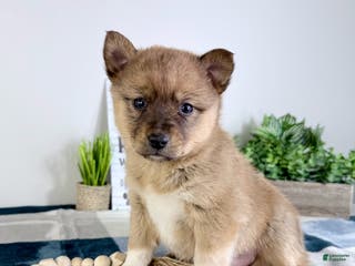 Mixed Breed dogs Pearl - Ad 29