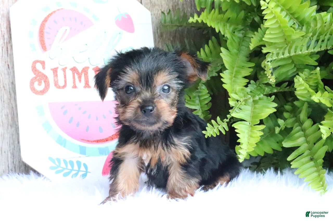 Yorkshire Terrier dogs Michael - Ad 2
