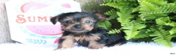Yorkshire Terrier dogs for sale: Michael - Ad 2