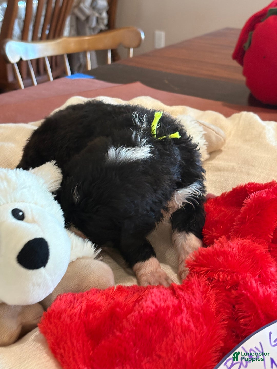 Mixed Breed dogs for sale: Female # 1 English Shepherd Doodle - Ad 7