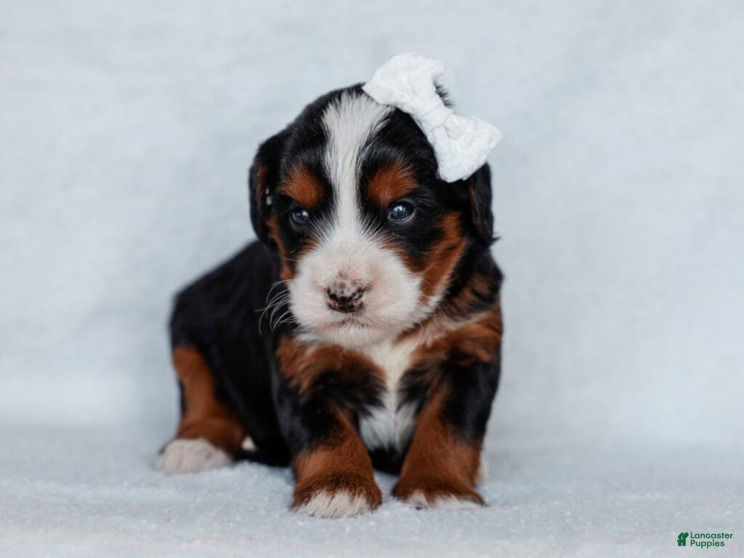 Mini Bernedoodle dogs for sale: Zach - Ad 2