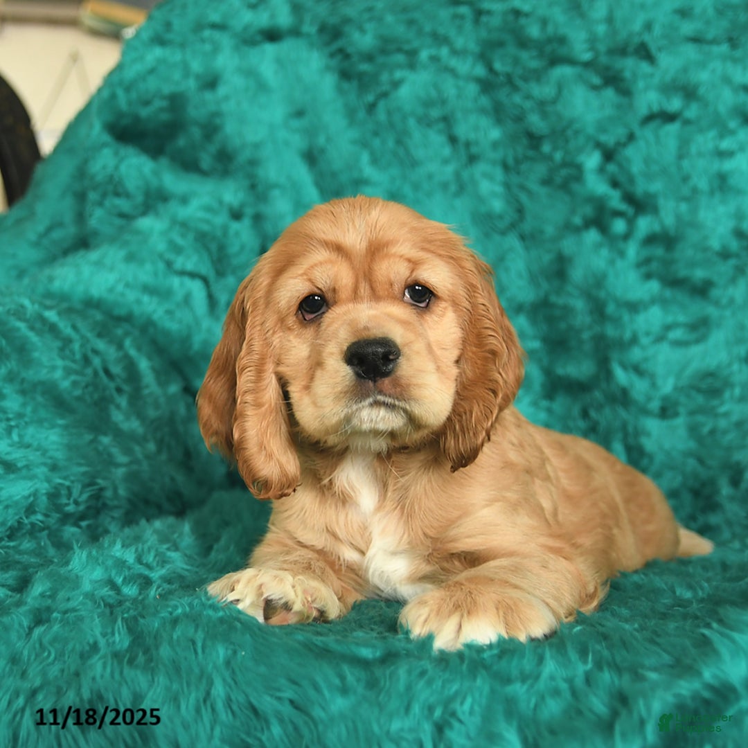 Cocker Spaniel dogs for sale: Allan  - Ad 3