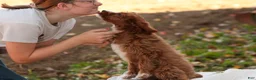 Cavapoo dogs for sale: Avery Cavapoo  - Ad 4