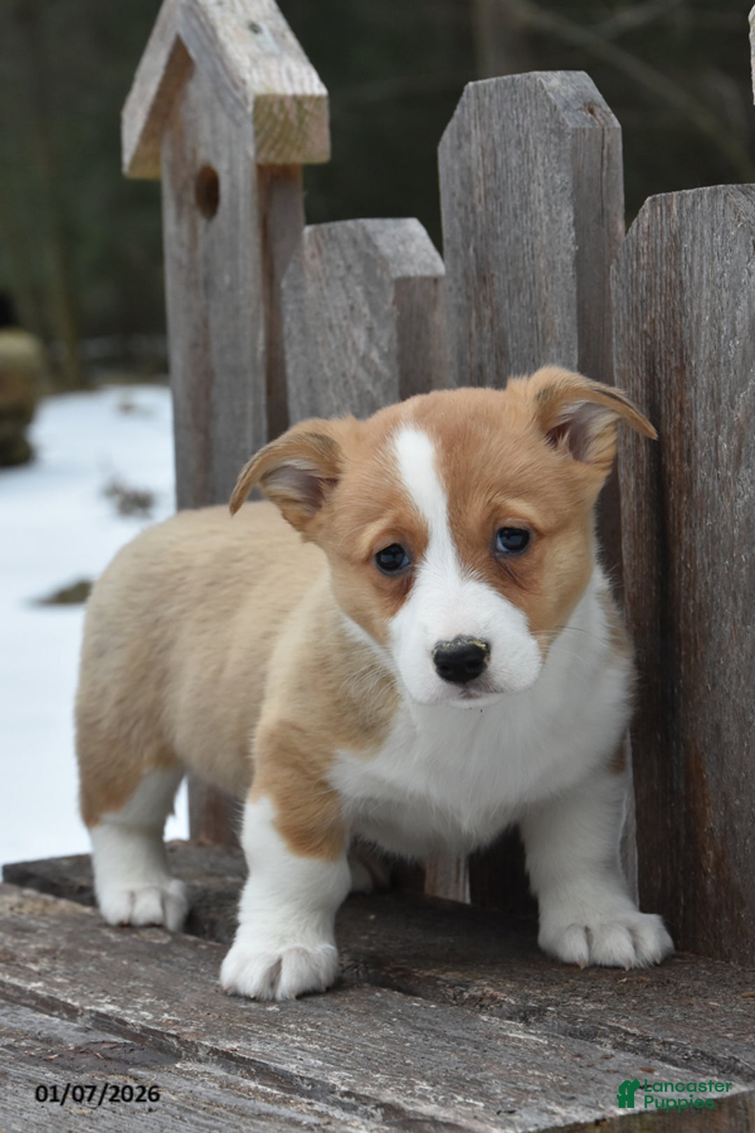 Welsh Corgi Pembroke dogs for sale: Dora - Ad 1
