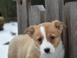 Welsh Corgi Pembroke dogs for sale: Dora - Ad 4