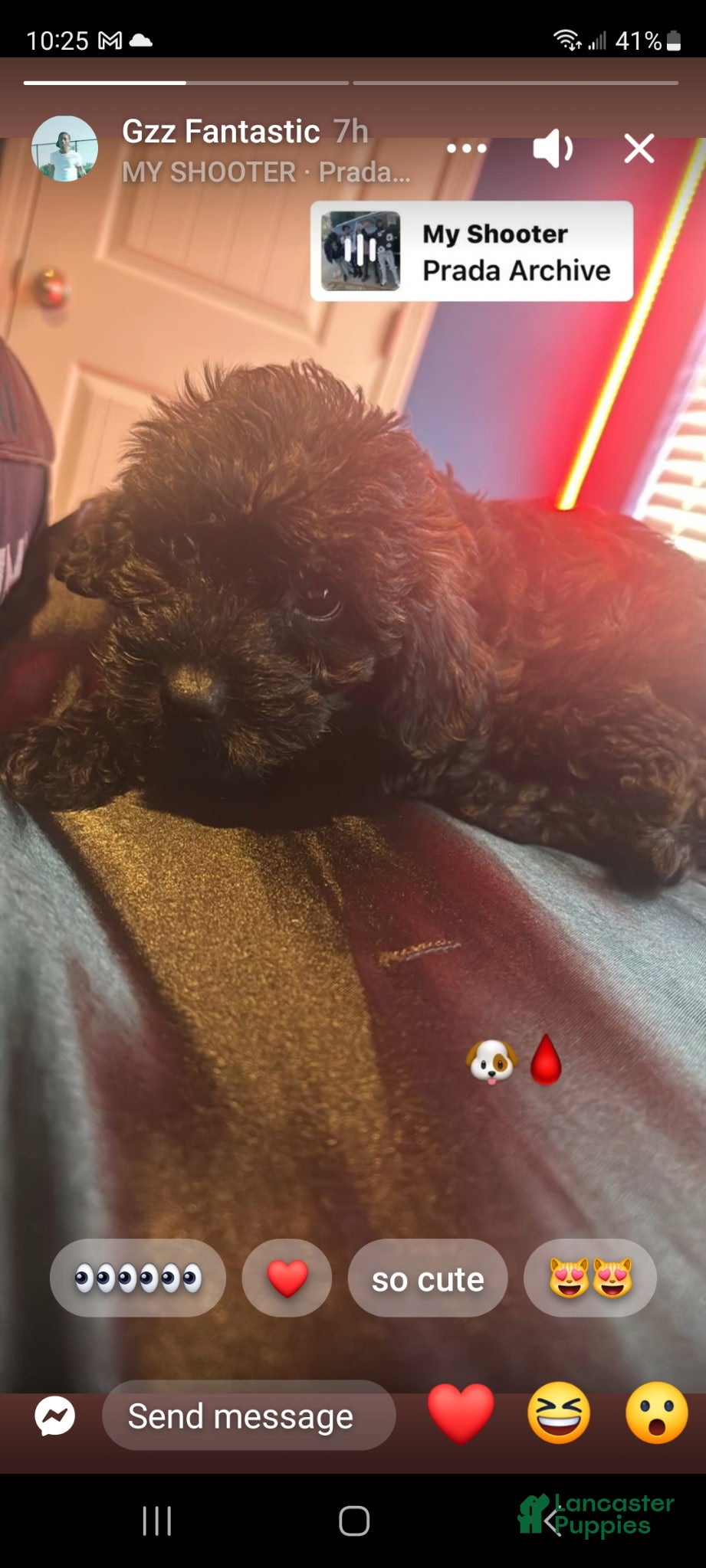 Mixed Breed dogs for sale: Mixed Breed 2 - Ad 26