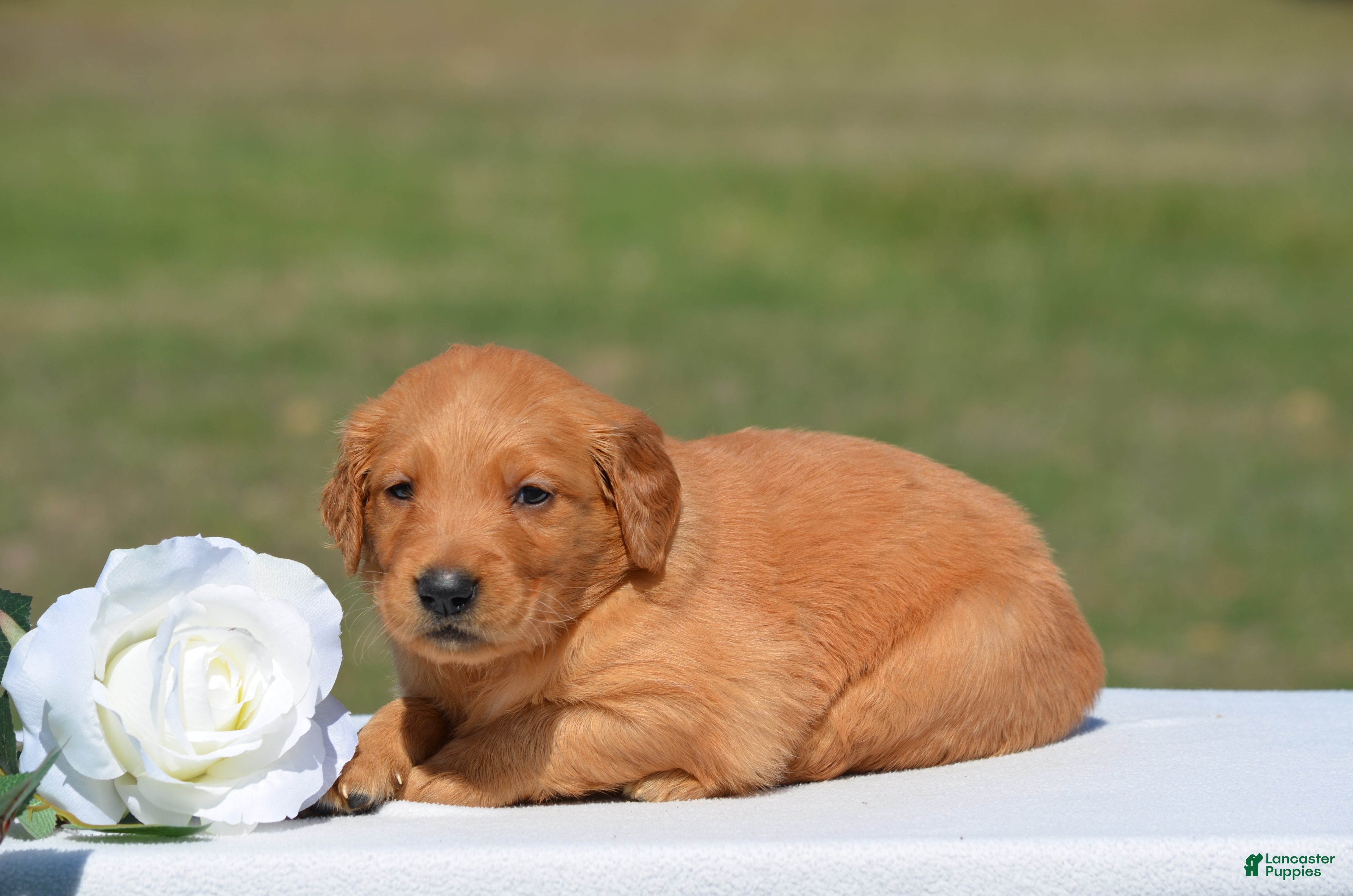 Golden Retriever dogs for sale: Sierra - Ad 2