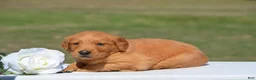 Golden Retriever dogs for sale: Sierra - Ad 2