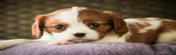 Cavalier King Charles Spaniel dogs for sale: Lavender - Ad 1