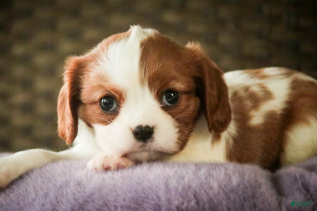 Cavalier King Charles Spaniel dogs for sale: Lavender - Ad 1