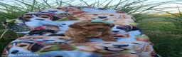 Miniature Poodle dogs for sale: Bella - Ad 3
