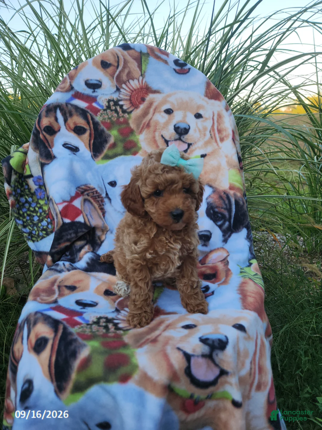 Miniature Poodle dogs for sale: Bella - Ad 3