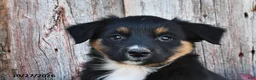 Australian Shepherd dogs for sale: Arney  - Ad 3