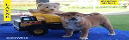 Shiba Inu dogs for sale: Layne - Ad 4