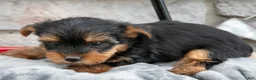 Yorkshire Terrier dogs for sale: Brady - Ad 2