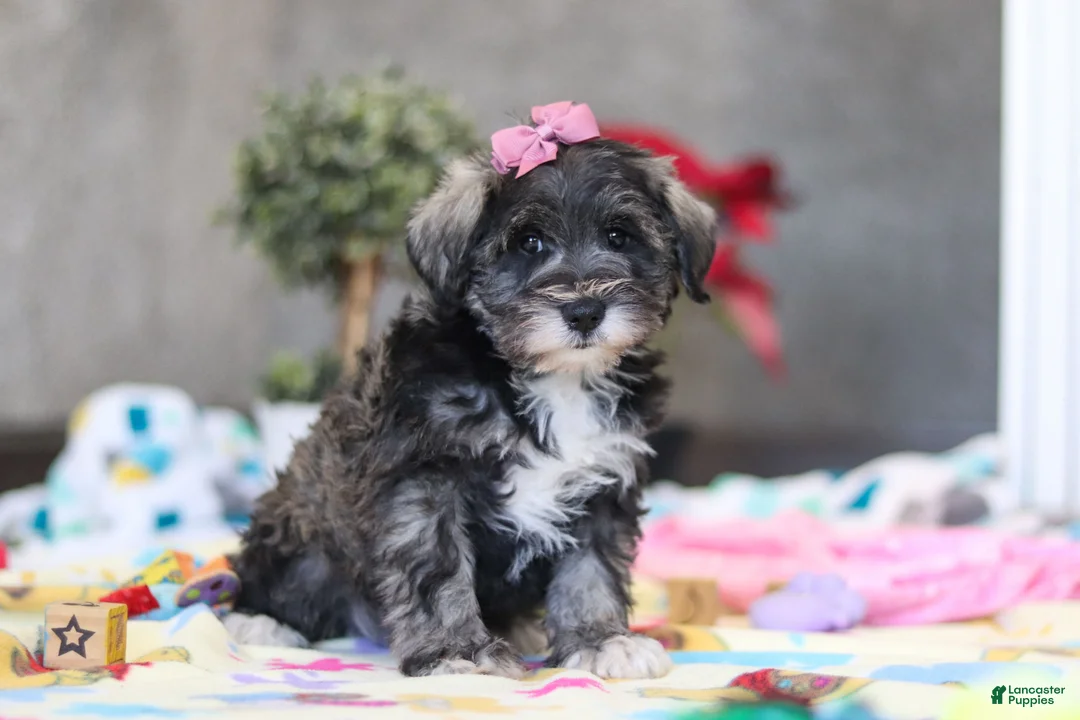 Miniature Schnauzer dogs for sale: Alice - Ad 5