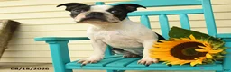 Boston Terrier dogs for sale: Sharie - Ad 3