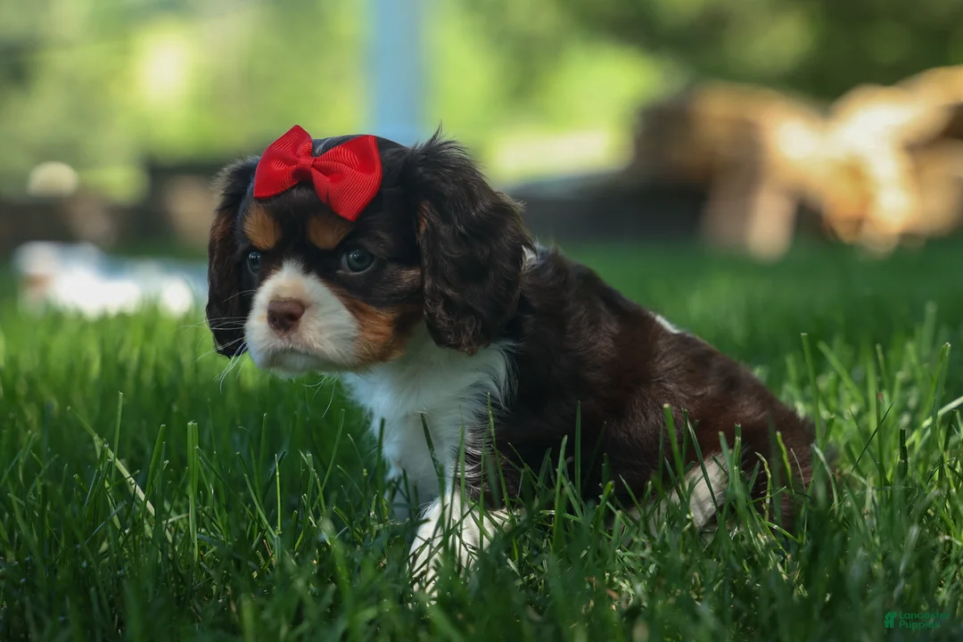Cavalier King Charles Spaniel dogs for sale: Bentley 🐾🐶 - Ad 1