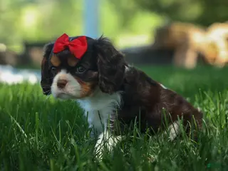 Cavalier King Charles Spaniel dogs for sale: Bentley ๐พ๐ถ - Ad 2