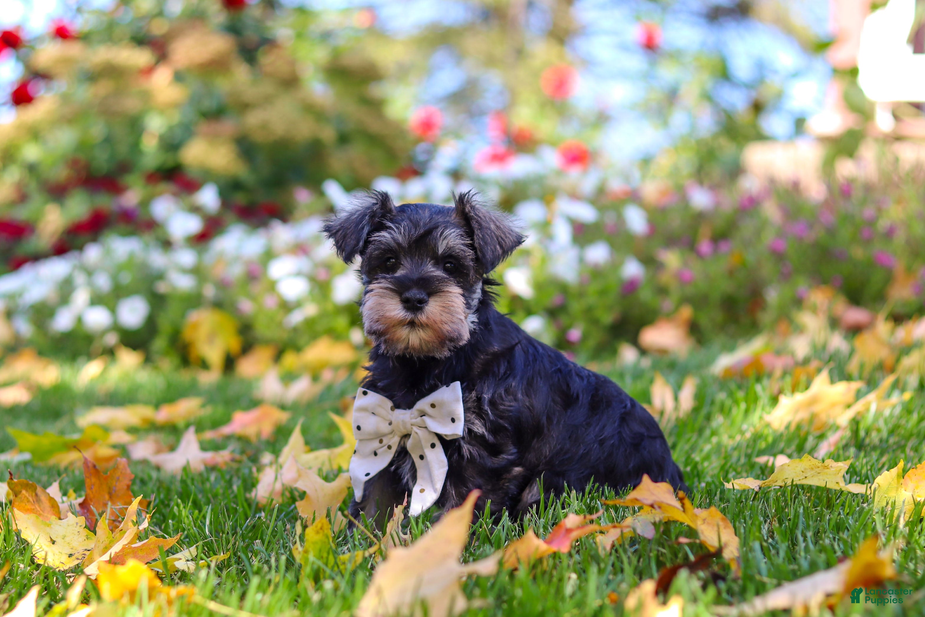Miniature Schnauzer dogs Leon - Ad 1