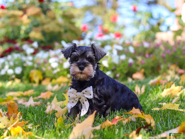 Miniature Schnauzer dogs for sale: Leon - Ad 1