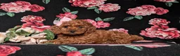 Miniature Poodle dogs for sale: Kaleigh - Ad 4