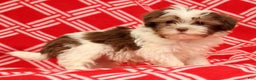 Havanese dogs for sale: BJ - Ad 4