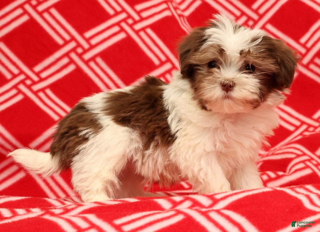 Havanese dogs for sale: BJ - Ad 4