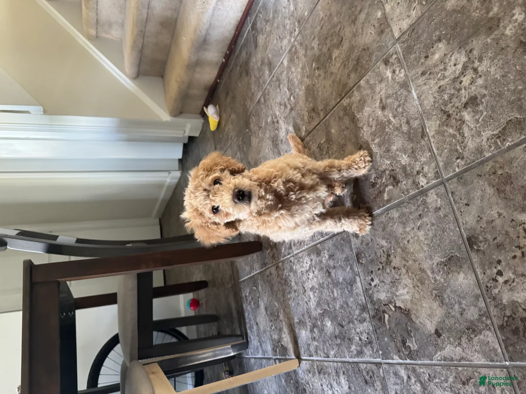 Miniature Poodle dogs for sale: Miniature Poodle Puppy 1 - Ad 3