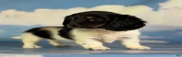 Miniature Dachshund dogs for sale: Akc Mandy PRA clear - Ad 1