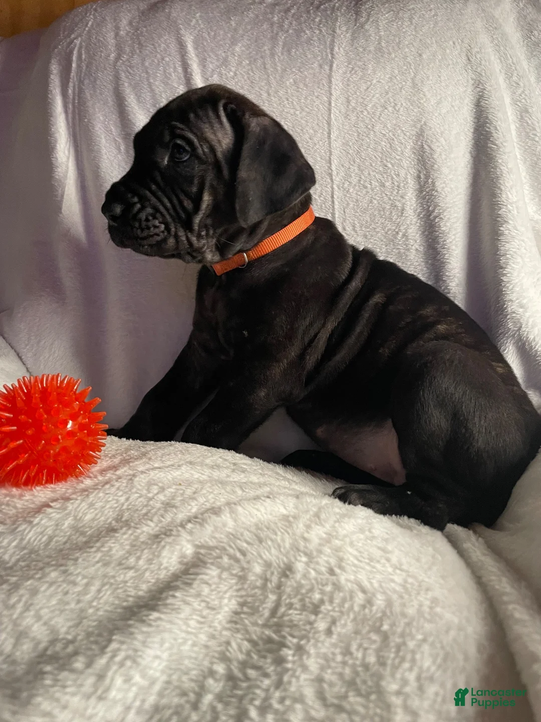 Daniff dogs for sale: Daniff 4 - Ad 2