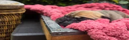 Great Dane dogs for sale: Great Dane Female 2 - Ad 2