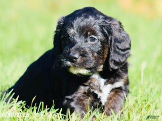 Mixed Breed dogs - Ad 26