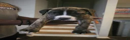 Mixed Breed dogs for sale: Mixed Breed 2 - Ad 5