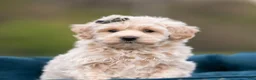 Maltipoo dogs for sale: Oakley - Ad 2