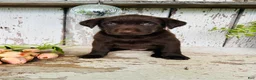 Labrador Retriever dogs for sale: Tia  - Ad 5