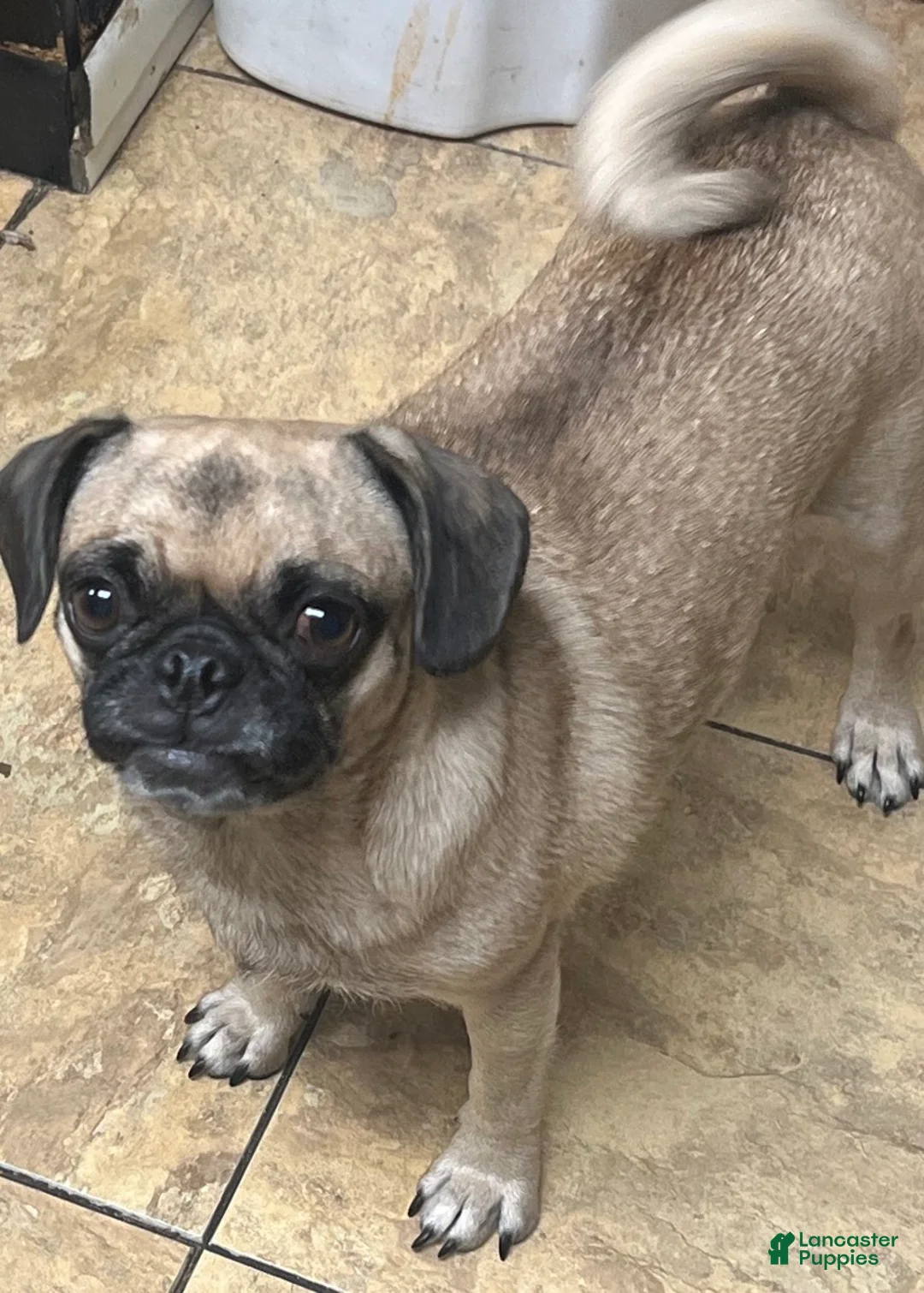 Pug dogs for sale: Pug Puppy 1 - Ad 2