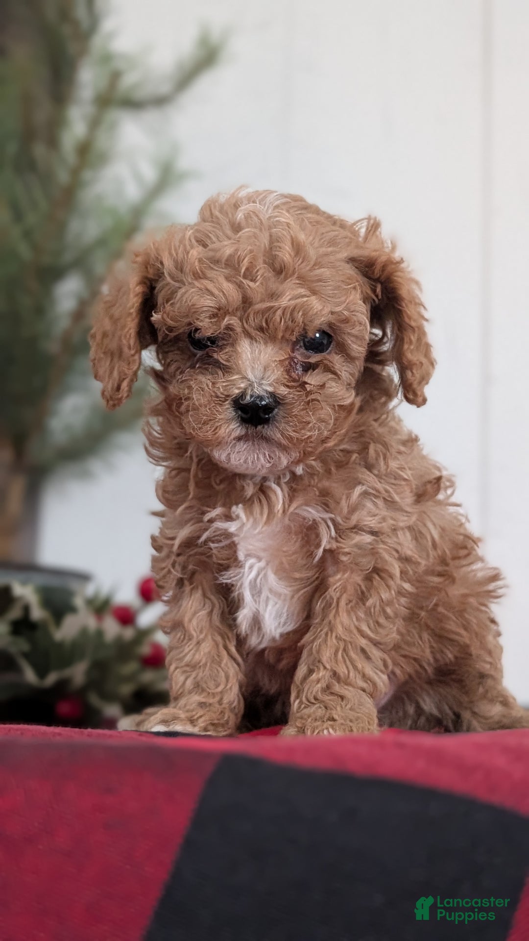 Cavapoo dogs for sale: Dakota  - Ad 10