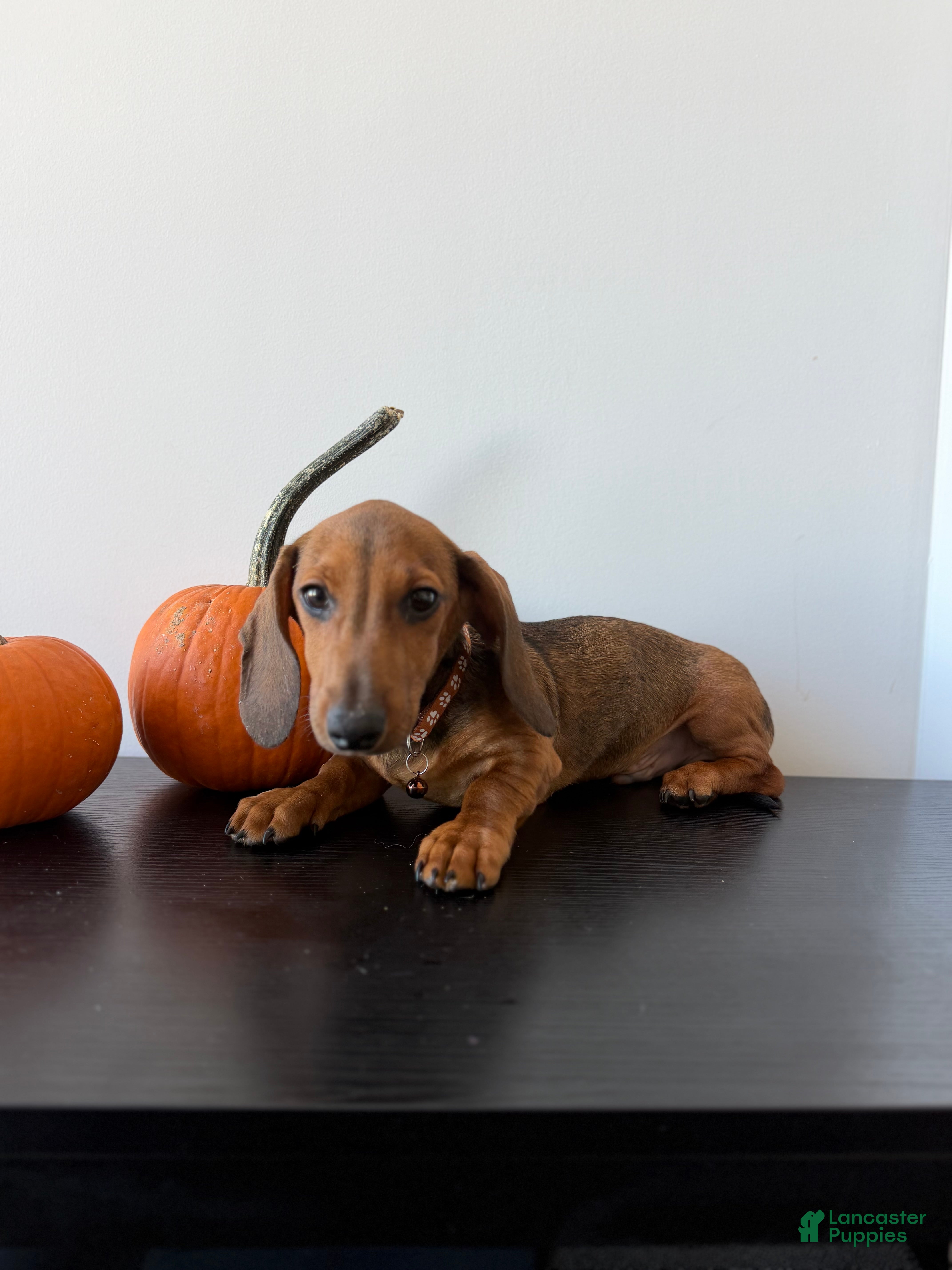 Dachshund dogs Baxter - Ad 1