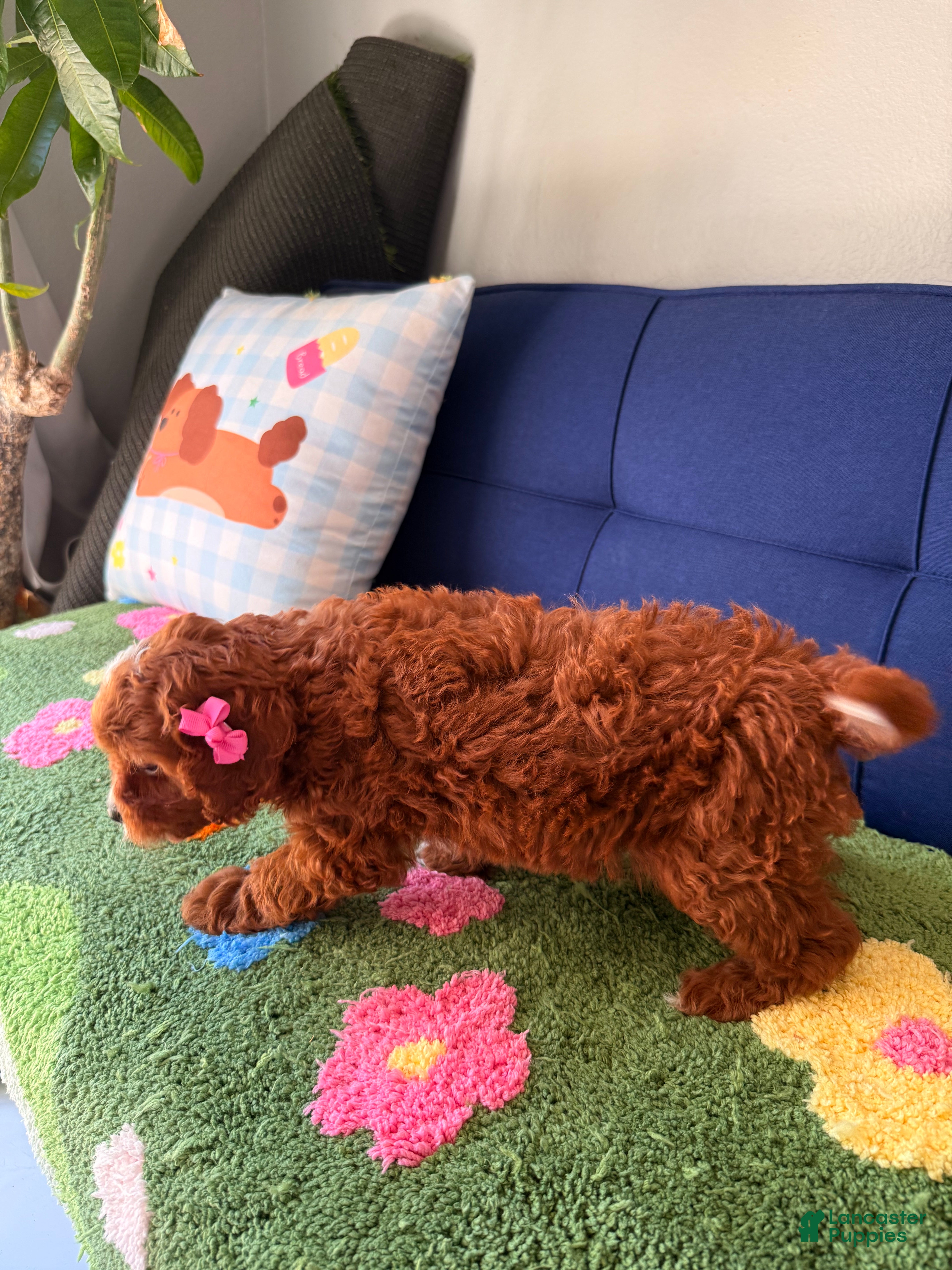 Cavapoo dogs Cavapoo Puppy 2 - Ad 2