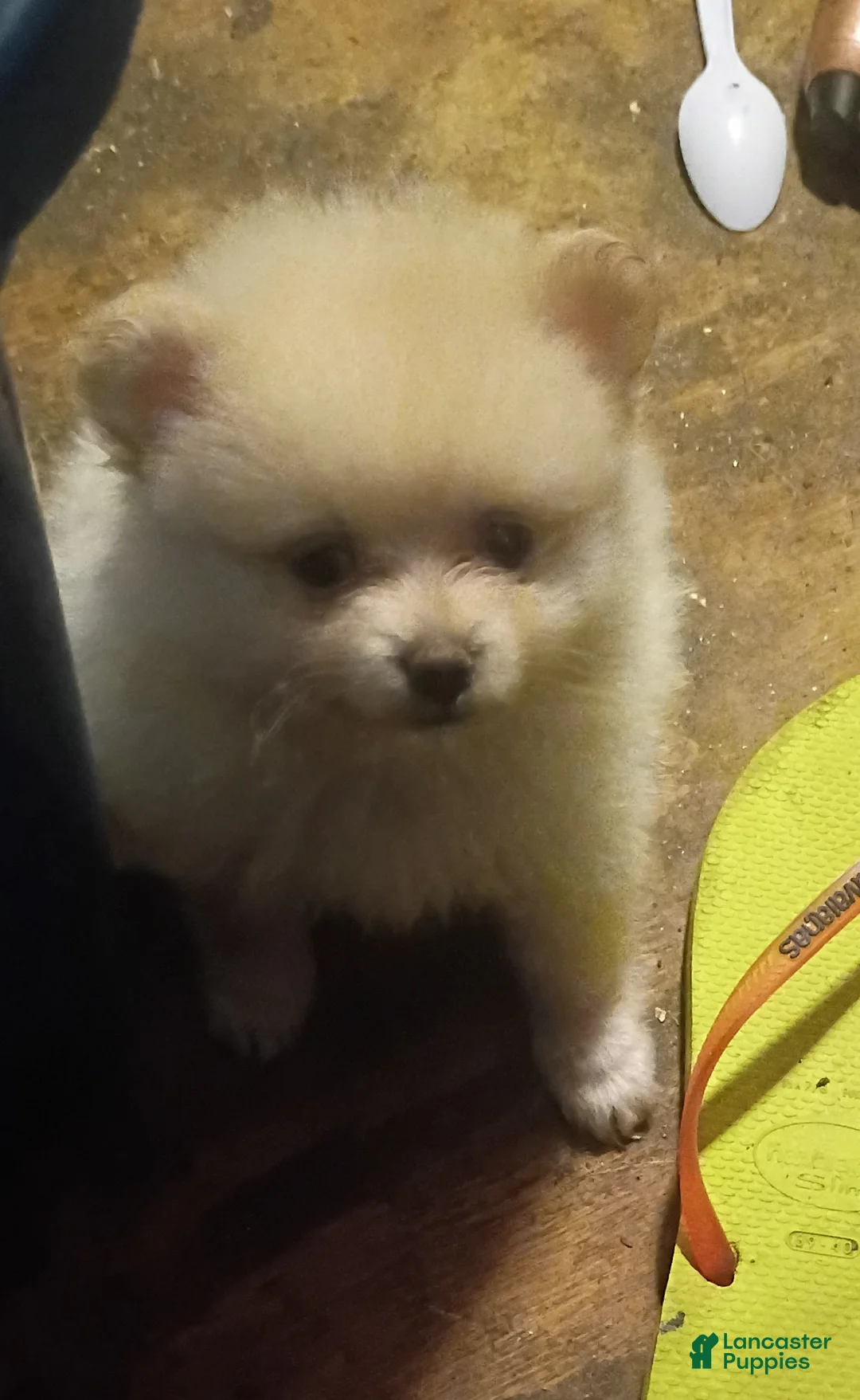 Pomeranian dogs for sale: Pomeranian 1 - Ad 5