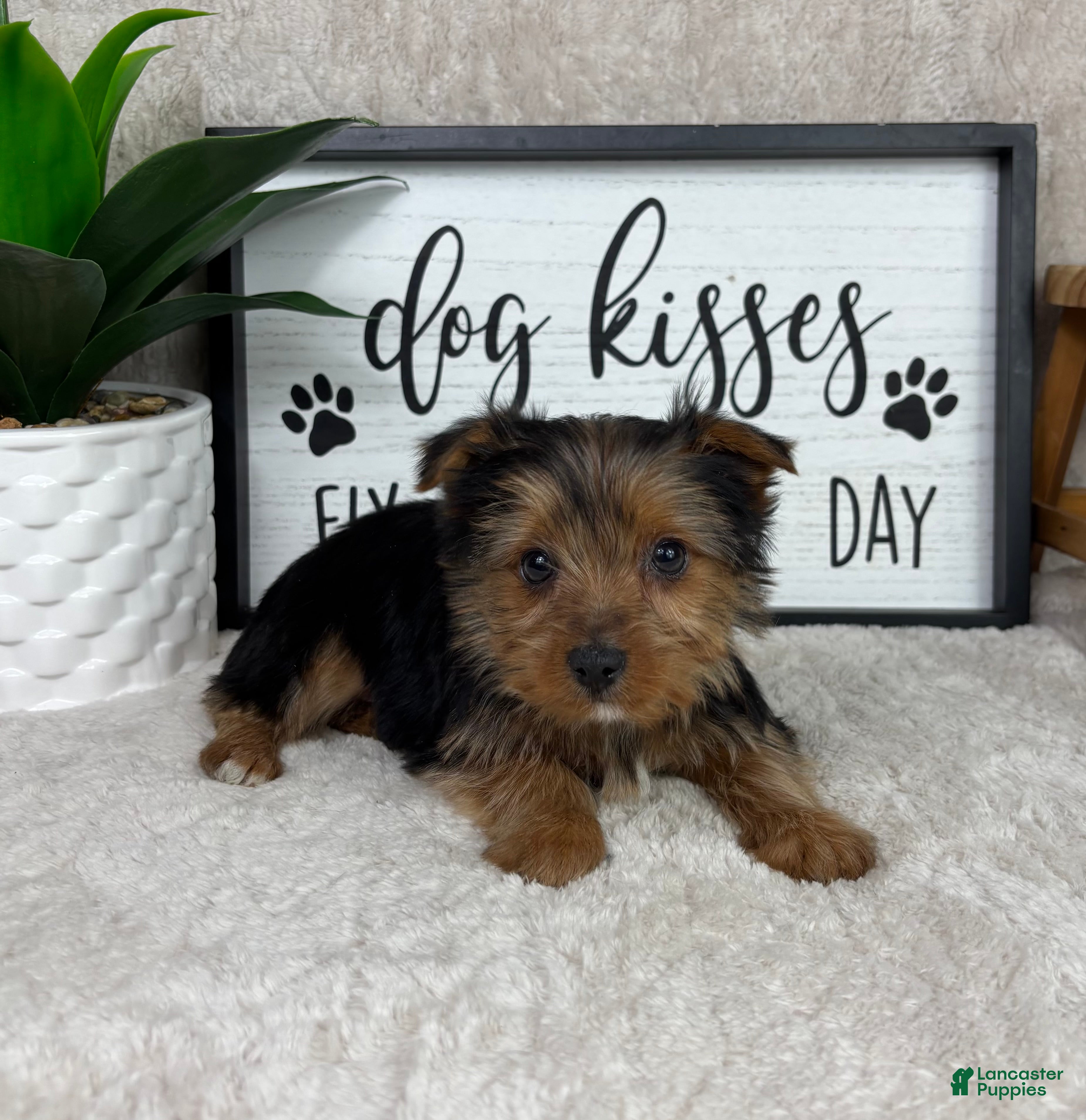 Yorkshire Terrier dogs Teddy - Ad 26