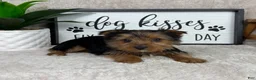 Yorkshire Terrier dogs for sale: Teddy - Ad 1