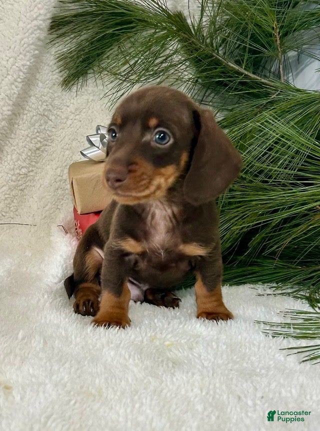 Miniature Dachshund dogs Buckeye - Ad 15