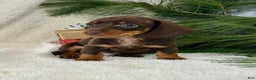 Miniature Dachshund dogs for sale: Buckeye - Ad 1