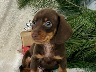 Miniature Dachshund dogs Buckeye - Ad 15
